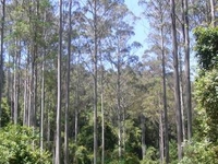 Black Bulga State Conservation Area Black Bulga State Conservation Area