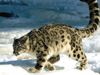 Fambong Lho Wildlife Sanctuary Fambong Lho Wildlife Sanctuary