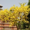 Maharaja Fateh Singh Museum