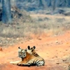 Tadoba National Park