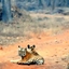 Tadoba National Park Tadoba National Park