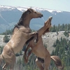 Pryor Mountains