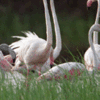 Porbandar Bird Sanctuary Porbandar Bird Sanctuary