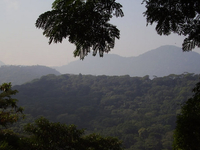 Tijuca Forest Tijuca Forest