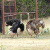 Highgate Ostrich Show Farm