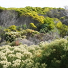Cape Floristic Region