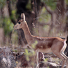 Gajner Wildlife Sanctuary