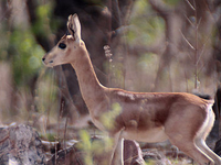 Gajner Wildlife Sanctuary Gajner Wildlife Sanctuary