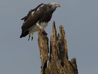 Gal Oya National Park