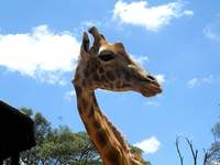 Giraffe Center Giraffe Center