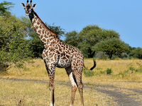 Tanzania Southern Circuit Safari - Selous Game Resrve Tanzania Southern Circuit Safari - Selous Game Resrve