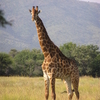 Central Kalahari Game Reserve