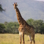 Central Kalahari Game Reserve Central Kalahari Game Reserve