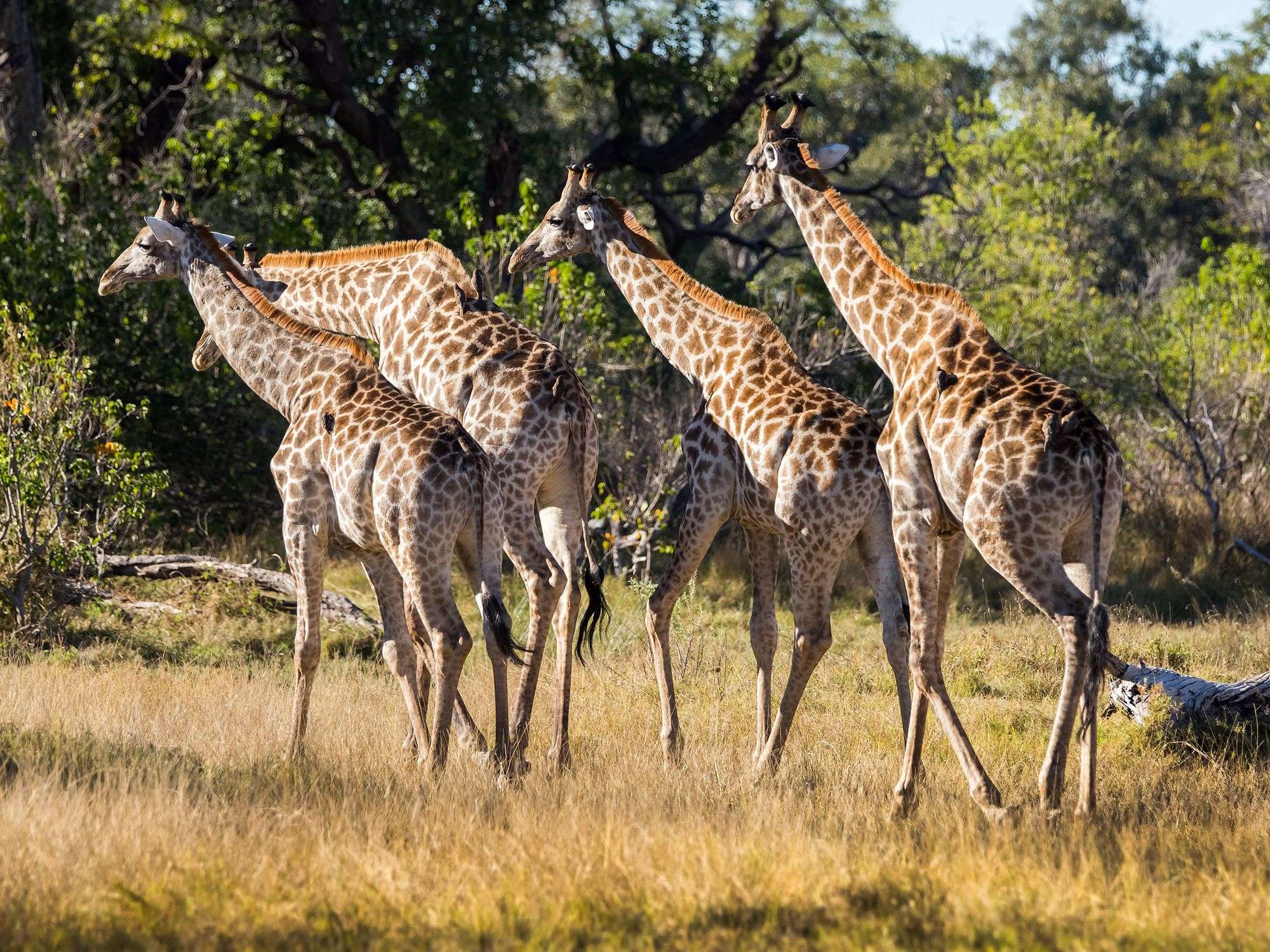1 Day Moremi Wildlife Reserve Experience Botswana