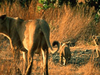 Gir Interpretation Zone - Devalia Gir Interpretation Zone - Devalia