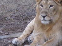 Gir National Park Gir National Park