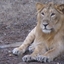 Gir National Park Gir National Park