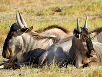 3 Days Amboseli Safaris & Tours in Kenya