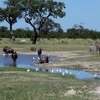 Chobe National Park Chobe National Park