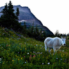 Goat Mountain