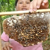 Gombizau Honey Bee Farm Gombizau Honey Bee Farm