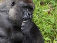 13 Days Uganda Classic, Gorillas Tracking 13 Days Uganda Classic, Gorillas Tracking