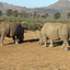 Aquila Game Reserve Wildlife Safari From Cape Town