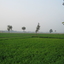 Haryana Haryana