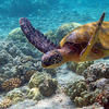 Gulf Of Mannar Marine National Park
