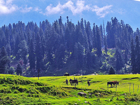 6 Nights 7 Days Kashmir 6 Nights 7 Days Kashmir
