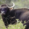 Radhanagari Wildlife Sanctuary Radhanagari Wildlife Sanctuary