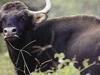 Radhanagari Wildlife Sanctuary Radhanagari Wildlife Sanctuary