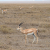 Nechisar National Park Nechisar National Park