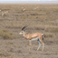 Nechisar National Park Nechisar National Park