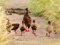 Birding In Queen Elizabeth National Park