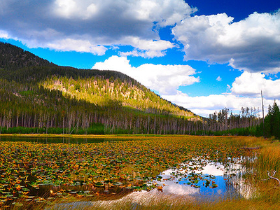 Harlequin 2024 lake yellowstone