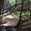 Henry Cowell Redwoods State Park Henry Cowell Redwoods State Park