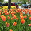 Holland Holland