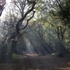 Hainault Forest Country Park Hainault Forest Country Park