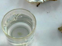 Halong Oyster Halong Oyster