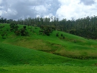 Ambewela