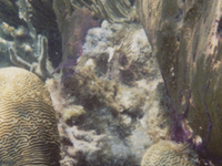 Hol Chan Marine Reserve Diving Site