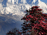 Poon Hill Trek Poon Hill Trek