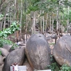 Bugle Rock