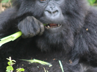 Chimpanzee, Gorilla Habituation and Wildlife Tour - Uganda