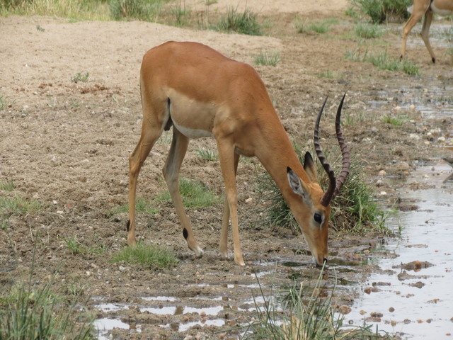 Camping Safari Photos
