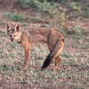Bethuadahari Wildlife Sanctuary
