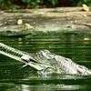 Indira Gandhi Zoological Park Indira Gandhi Zoological Park