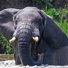 Queen Elizabeth National Park