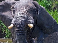Queen Elizabeth National Park